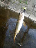 foto/forum/2012/th-img20477.jpg