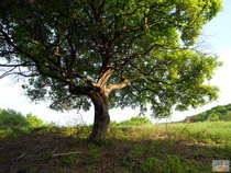 foto/forum/2012/th-img20483.jpg