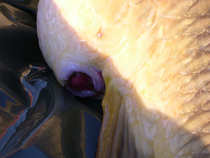 foto/forum/2012/th-img20503.jpg
