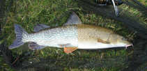 foto/forum/2012/th-img20566.jpg