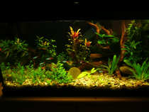 foto/forum/2012/th-img20583.jpg