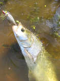 foto/forum/2012/th-img20661.jpg