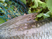 foto/forum/2012/th-img20663.jpg
