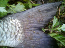 foto/forum/2012/th-img20664.jpg