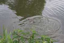 foto/forum/2012/th-img20711.jpg