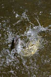 foto/forum/2012/th-img20781.jpg