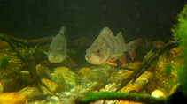 foto/forum/2012/th-img20791.jpg