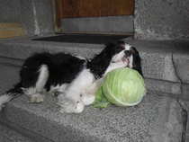 foto/forum/2012/th-img20806.jpg