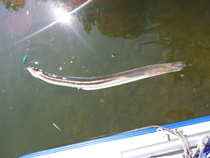 foto/forum/2012/th-img20813.jpg