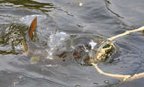 foto/forum/2012/th-img20850.jpg