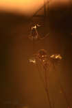 foto/forum/2012/th-img20889.jpg