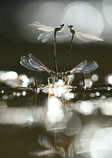 foto/forum/2012/th-img20890.jpg