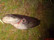 foto/forum/2012/th-img20921.jpg