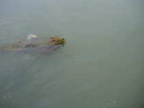 foto/forum/2012/th-img21105.jpg