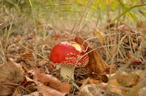 foto/forum/2012/th-img21120.jpg