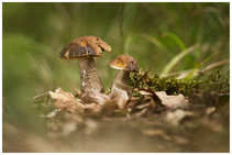 foto/forum/2012/th-img21121.jpg