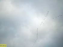 foto/forum/2012/th-img21166.jpg