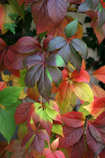 foto/forum/2012/th-img21193.jpg