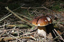 foto/forum/2012/th-img21202.jpg