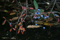 foto/forum/2012/th-img21257.jpg