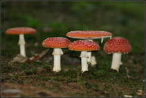 foto/forum/2012/th-img21273.jpg