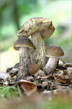 foto/forum/2012/th-img21278.jpg