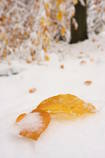 foto/forum/2012/th-img21322.jpg