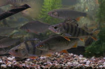 foto/forum/2012/th-img88811.jpg