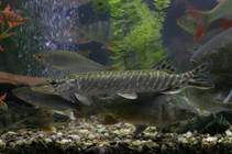 foto/forum/2012/th-img88813.jpg