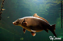 foto/forum/2012/th-img89409.jpg
