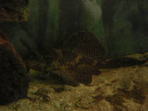 foto/forum/2012/th-img89480.jpg