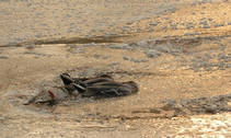 foto/forum/2012/th-img90754.jpg