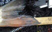 foto/forum/2013/th-img101684.jpg