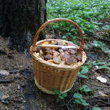 foto/forum/2013/th-img101691.jpg