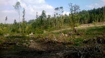 foto/forum/2013/th-img101974.jpg