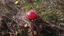 foto/forum/2013/th-img101975.jpg