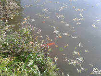 foto/forum/2013/th-img102076.jpg
