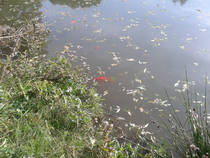 foto/forum/2013/th-img102077.jpg