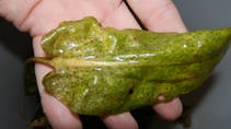 foto/forum/2013/th-img102129.jpg