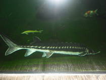 foto/forum/2013/th-img103045.jpg