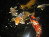 foto/forum/2013/th-img103046.jpg