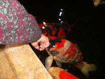 foto/forum/2013/th-img103048.jpg