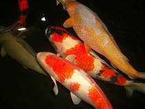 foto/forum/2013/th-img103049.jpg