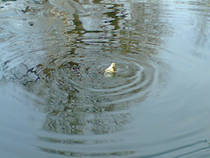 foto/forum/2013/th-img103449.jpg