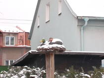 foto/forum/2013/th-img103541.jpg