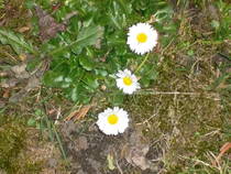 foto/forum/2013/th-img103854.jpg