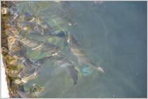 foto/forum/2013/th-img103943.jpg