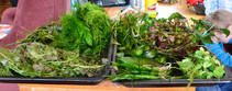 foto/forum/2013/th-img91729.jpg