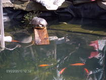 foto/forum/2013/th-img92251.jpg