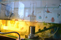 foto/forum/2013/th-img96360.jpg